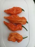 7pot spartan orange_1.10.2020