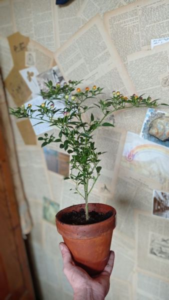 IMG_20201003_122741