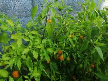 IMG_20201004_113538