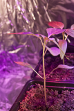 Chilli 2012