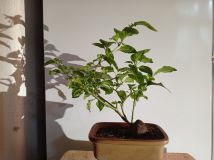 IMG_20201015_150232