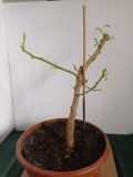 IMG_20201024_104304