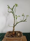 IMG_20201024_103928