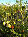 IMG_20201028_145840_1