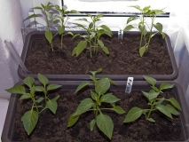 Chilli okno 2012