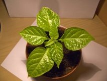 Chilli okno 2012 - Habanero