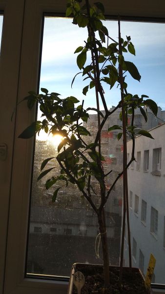 DSC_0647