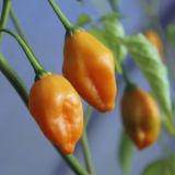 Chili-Aji-Mandarin-16