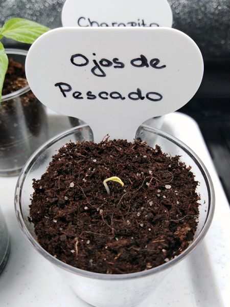 pescados