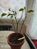 IMG_20210204_110555
