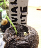 Peruvian White Habanero