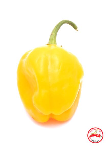 sugar-rush-amarillo-1-416x573