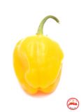 sugar-rush-amarillo-1-416x573