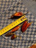 IMG_20210220_213906_581