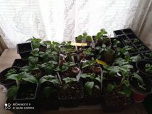 IMG_20210222_123111