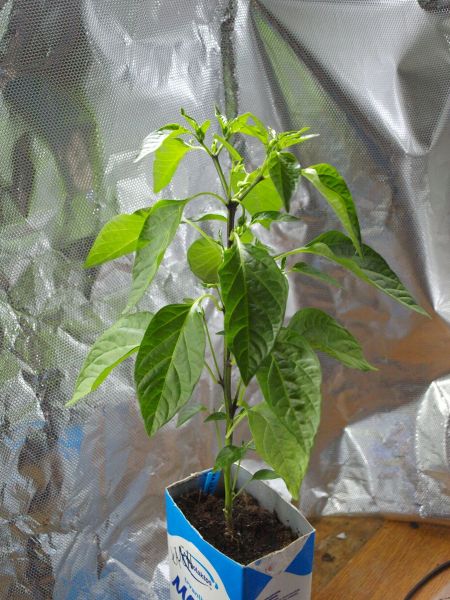 cayenne