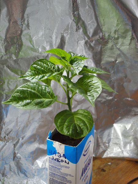 habaneon