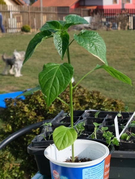 Aji Melocoton 25.3.2021