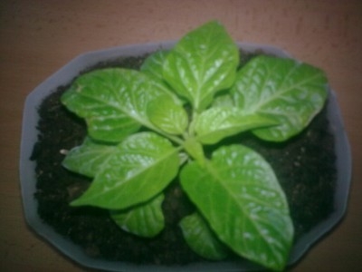 Habanero red