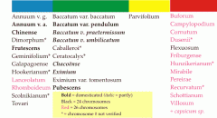 Chilli species