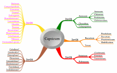 Capsicum species
