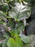 IMG_20210413_171238
