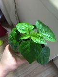 Carolina Reaper