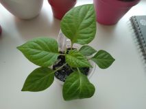 IMG_20210417_104751