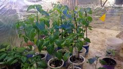 IMG_20210420_195538