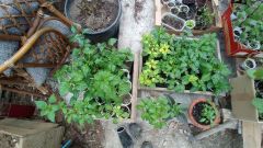 IMG_20210425_132305