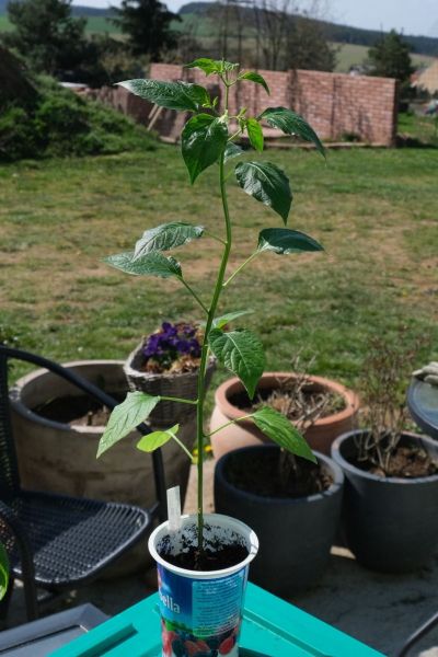 Aji Melocoton yellow 25.4.2021