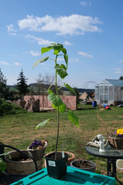 Mochyně Peruánská 25.4.2021