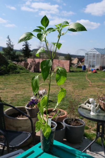 Cascabel 25.4.2021