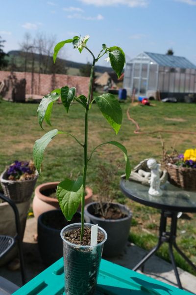 Jalapeno M. 25.4.2021