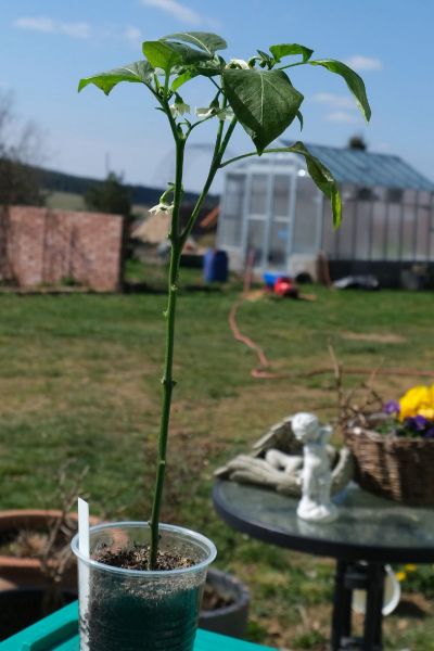Jalapeno Senorita 25.4.2021