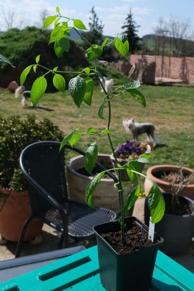 Mini Rocoto brown 25.4.2021