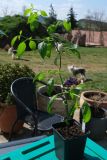 Mini Rocoto brown 25.4.2021