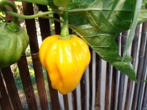 Habanero,Yellow - Kena