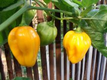 Habanero,Yellow - Kena