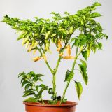 aji colombiano white