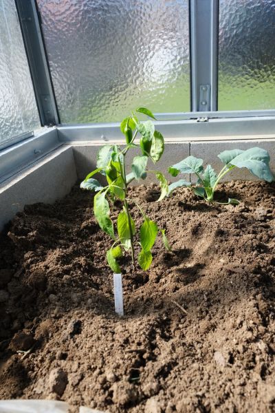 Jalapeno Early 9.5.2021
