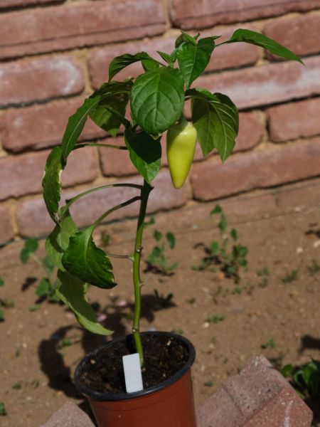 Antohi romanian 9.5.2021