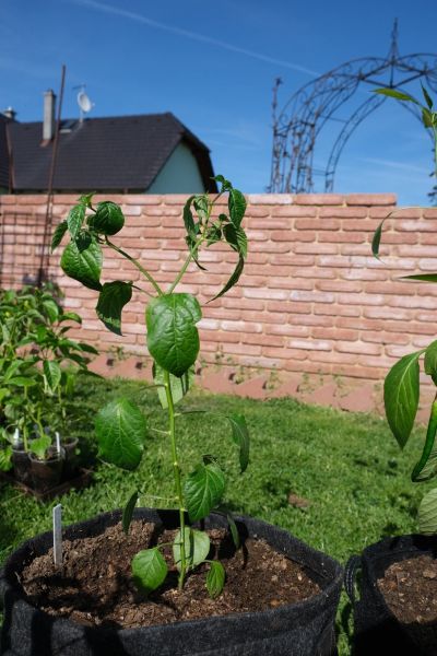 Aji Chaluaruro yellow 9.5.2021