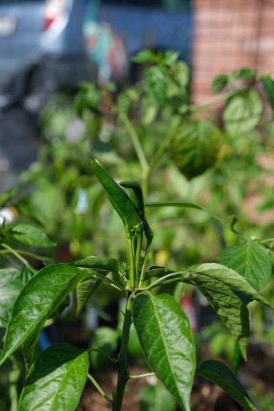 Etna peperoncino 9.5.2021