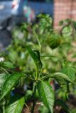 Etna peperoncino 9.5.2021