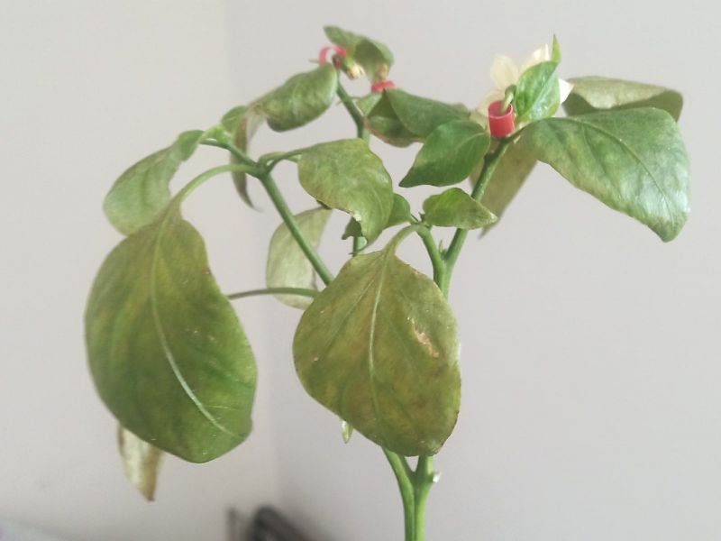 Jalapeno Senorita - svilušky 10.5.2021