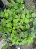 IMG_20210519_165305