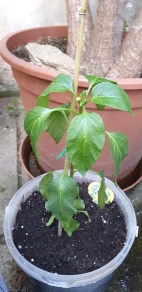 largeredcherry