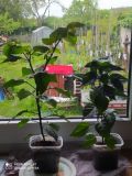 IMG_20210530_083733