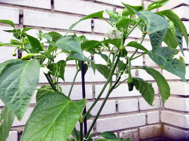 Pimientos de padron_30_5_2021